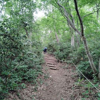 遊歩道ってなってるだけあり、整備されておる😌