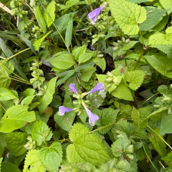 葛の花が咲き始めてました