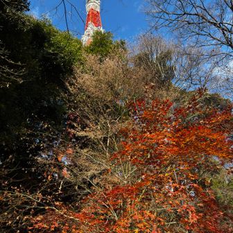 まだ紅葉🍁残ってました🥰