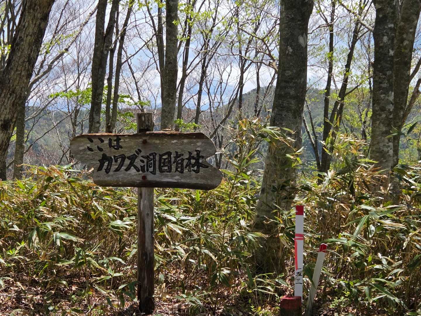 白尾山登山口-白尾山 往復コースの写真