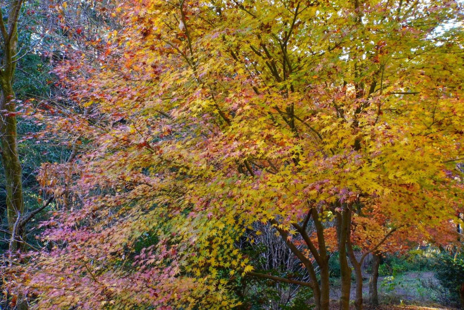 黄色の紅葉も綺麗✨