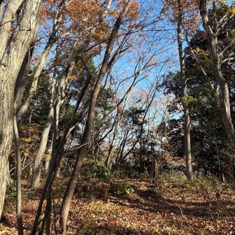 踏み跡ないとこの冒険感結構好き😊