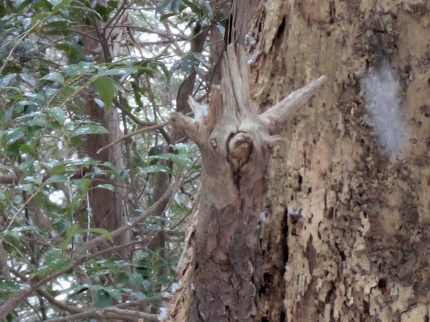 どうぶつʕ•ٹ•ʔ   ポイ😁