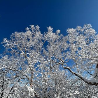 木が大きいのに
枝一つ一つ、細部に渡るまで真っ白で
青空によく映えます