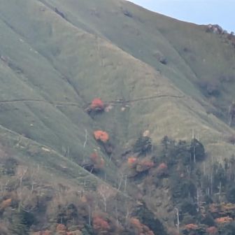 今年も見たかった🍁