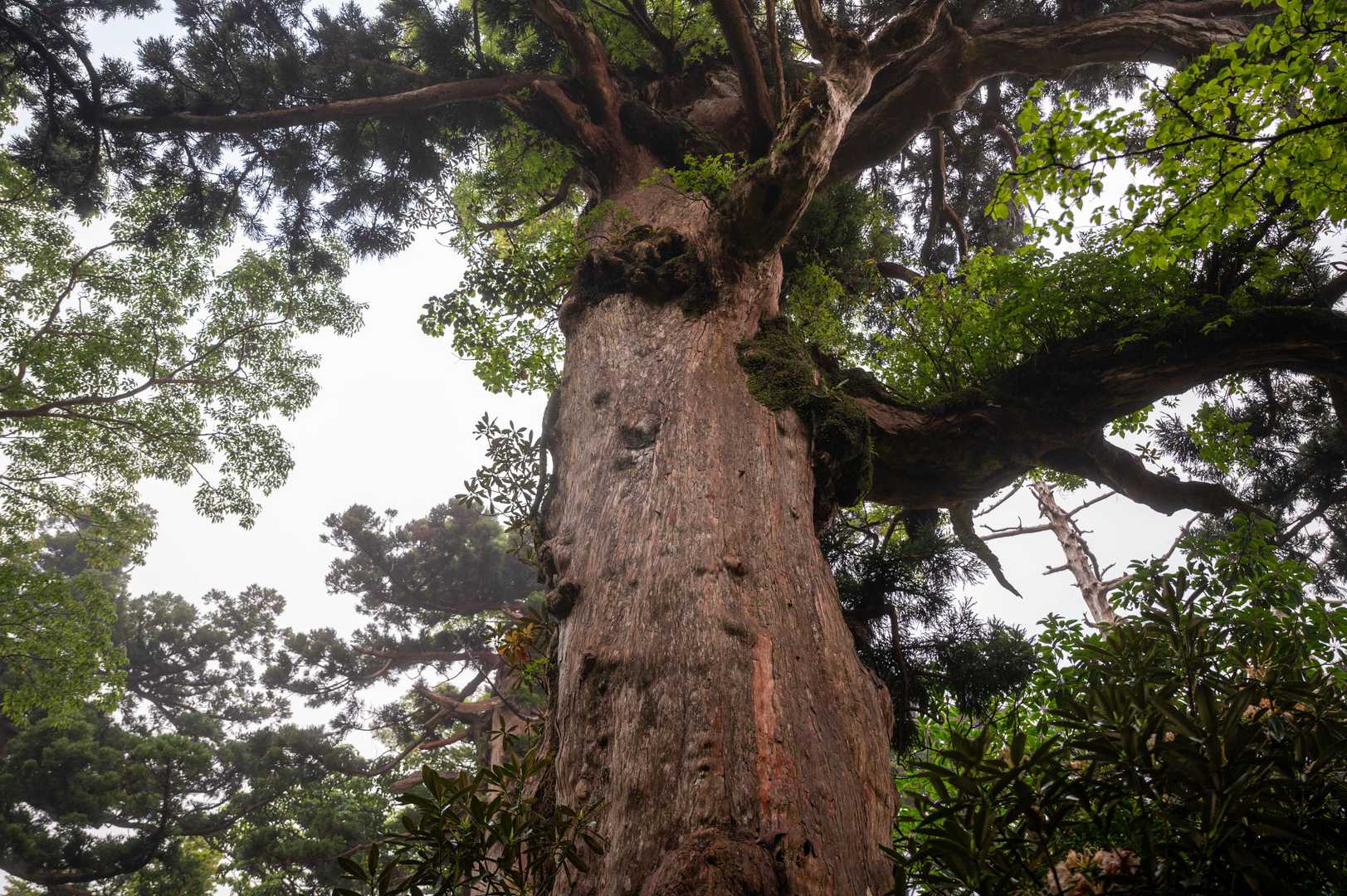 翌朝は霧雨の中を下る