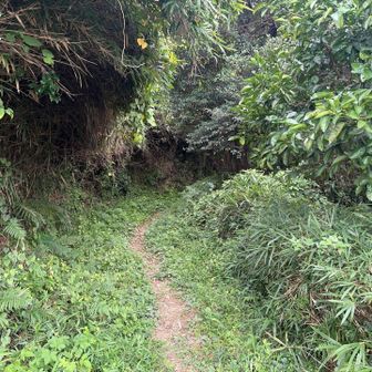 まさかまた蜘蛛の巣地獄😨

っと思ったら、この後ひらけてた。
ホッ😌