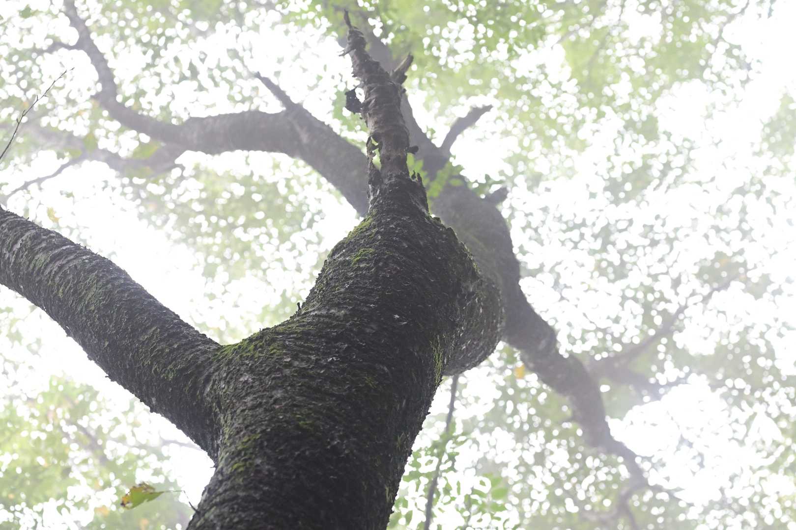 経ヶ峰 往復コースの写真