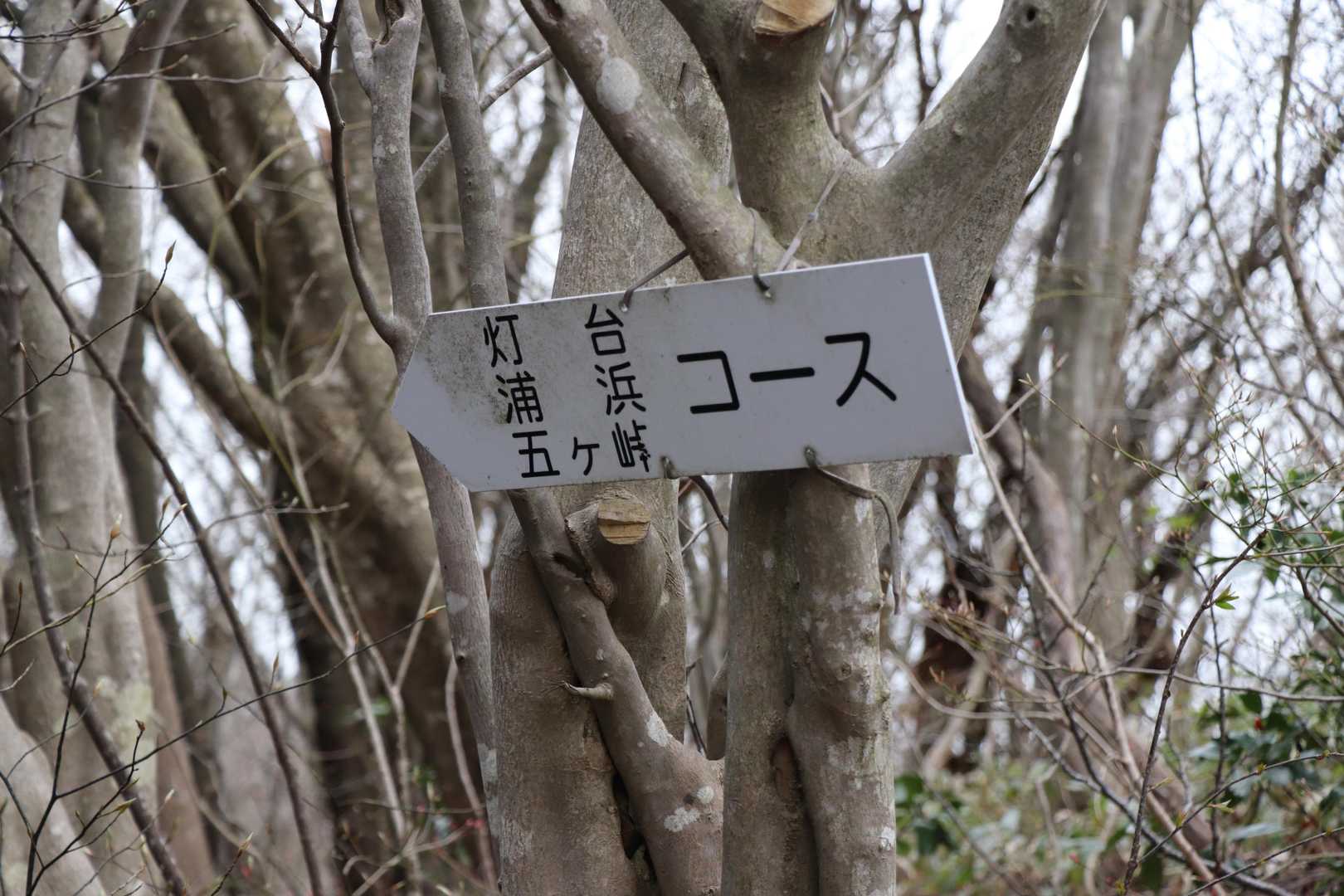 灯台コースから下山します。