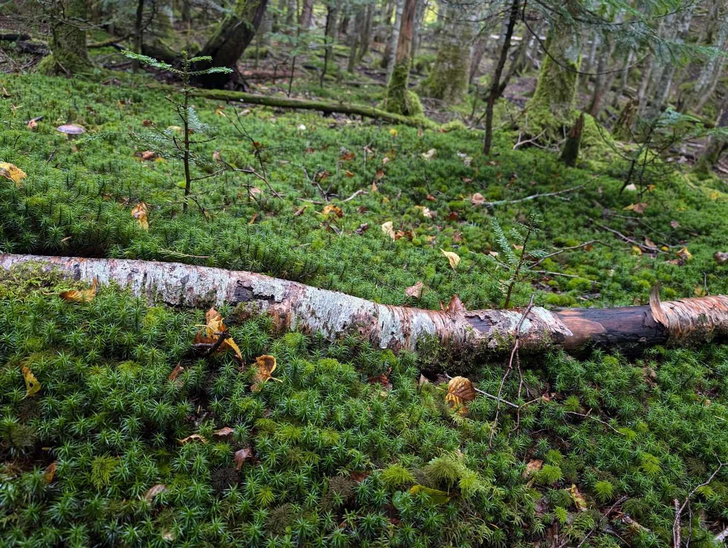 苔素敵