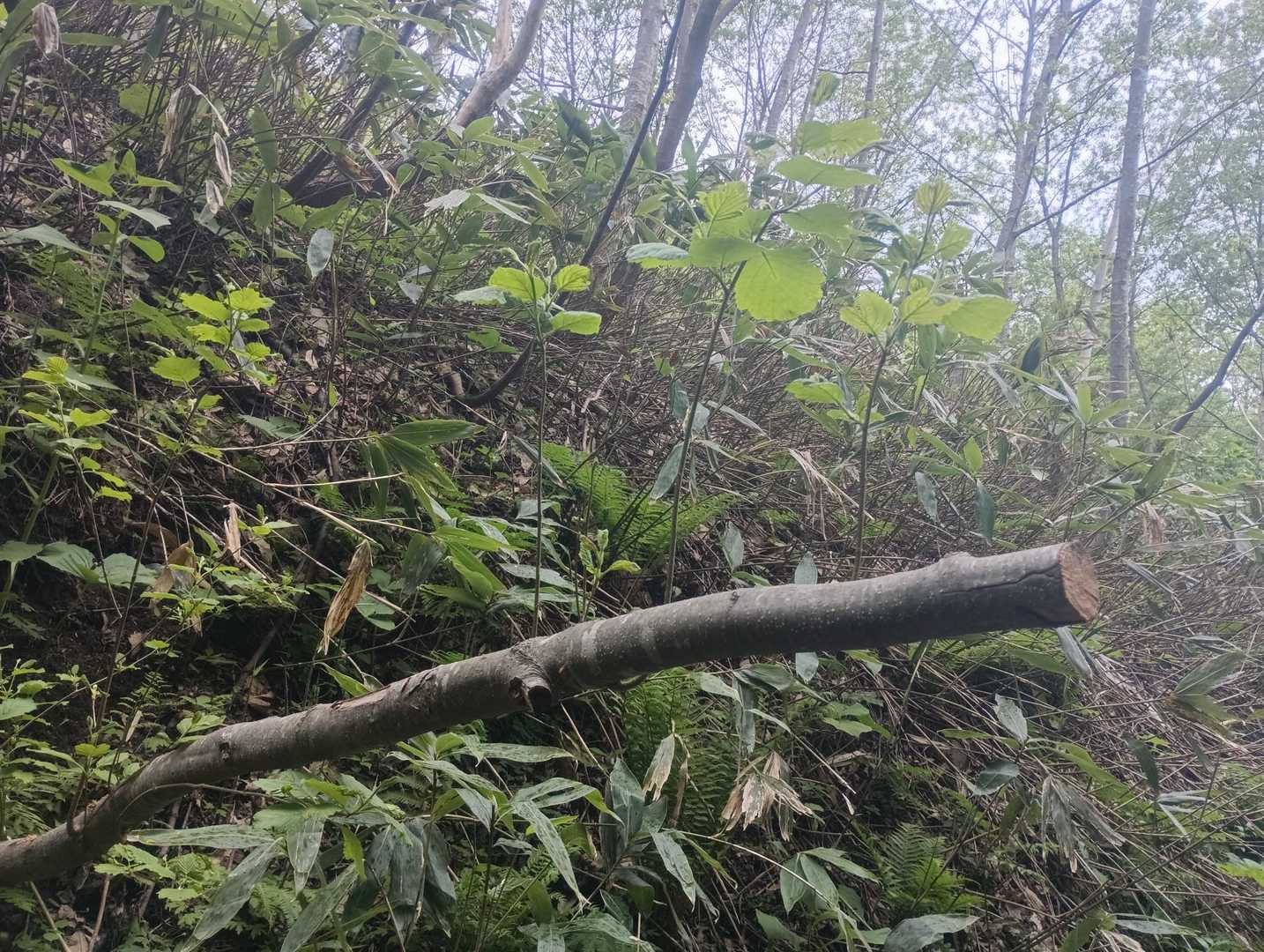 切られた幹から新しい芽🌱凄い生命力だ