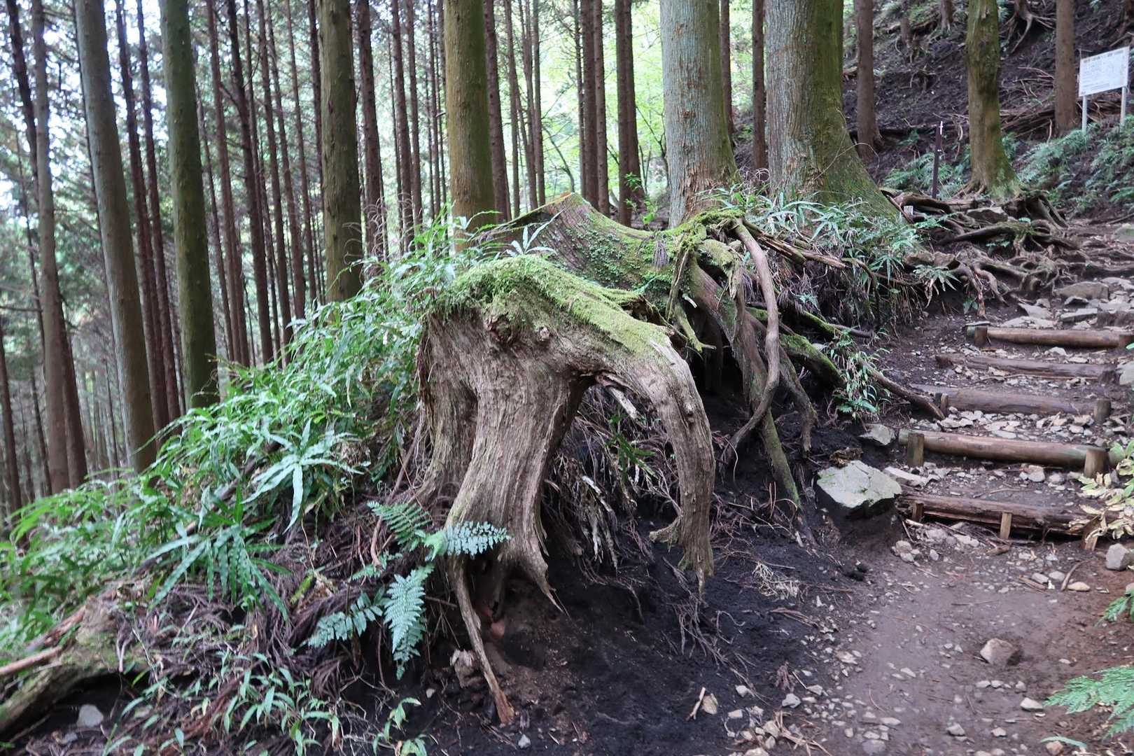 マンモスくん行ってきます🦣