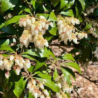 山頂にアセビの花が咲いていました。