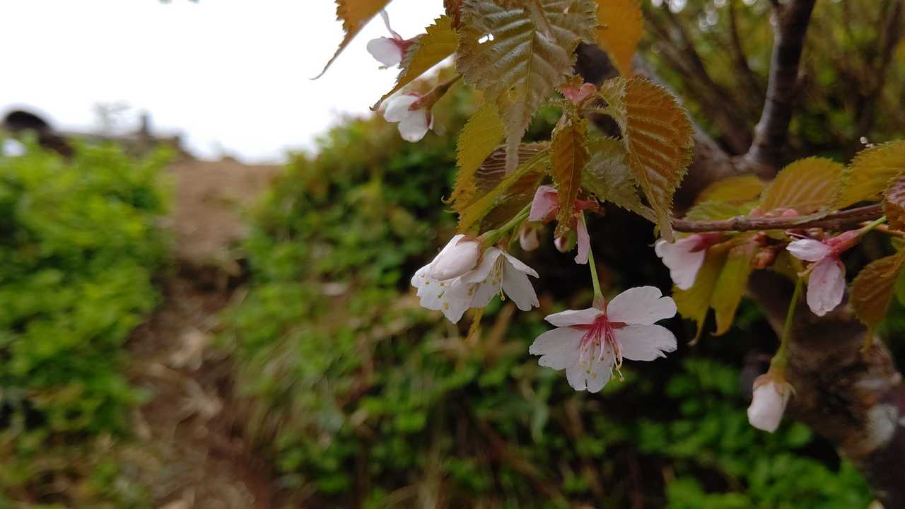 まだ山桜？咲いてました😲