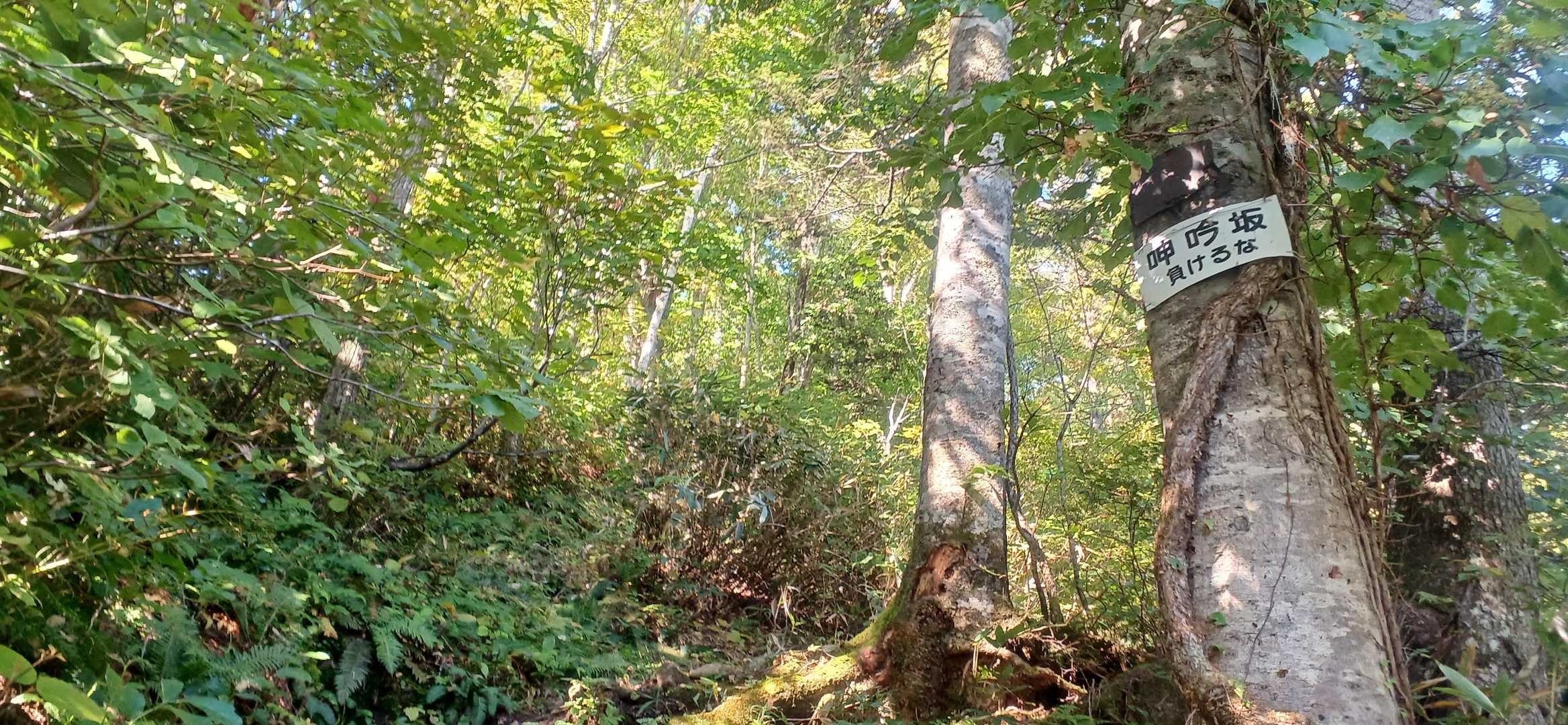 歩きやすい山道だから
そんなキツくは感じない