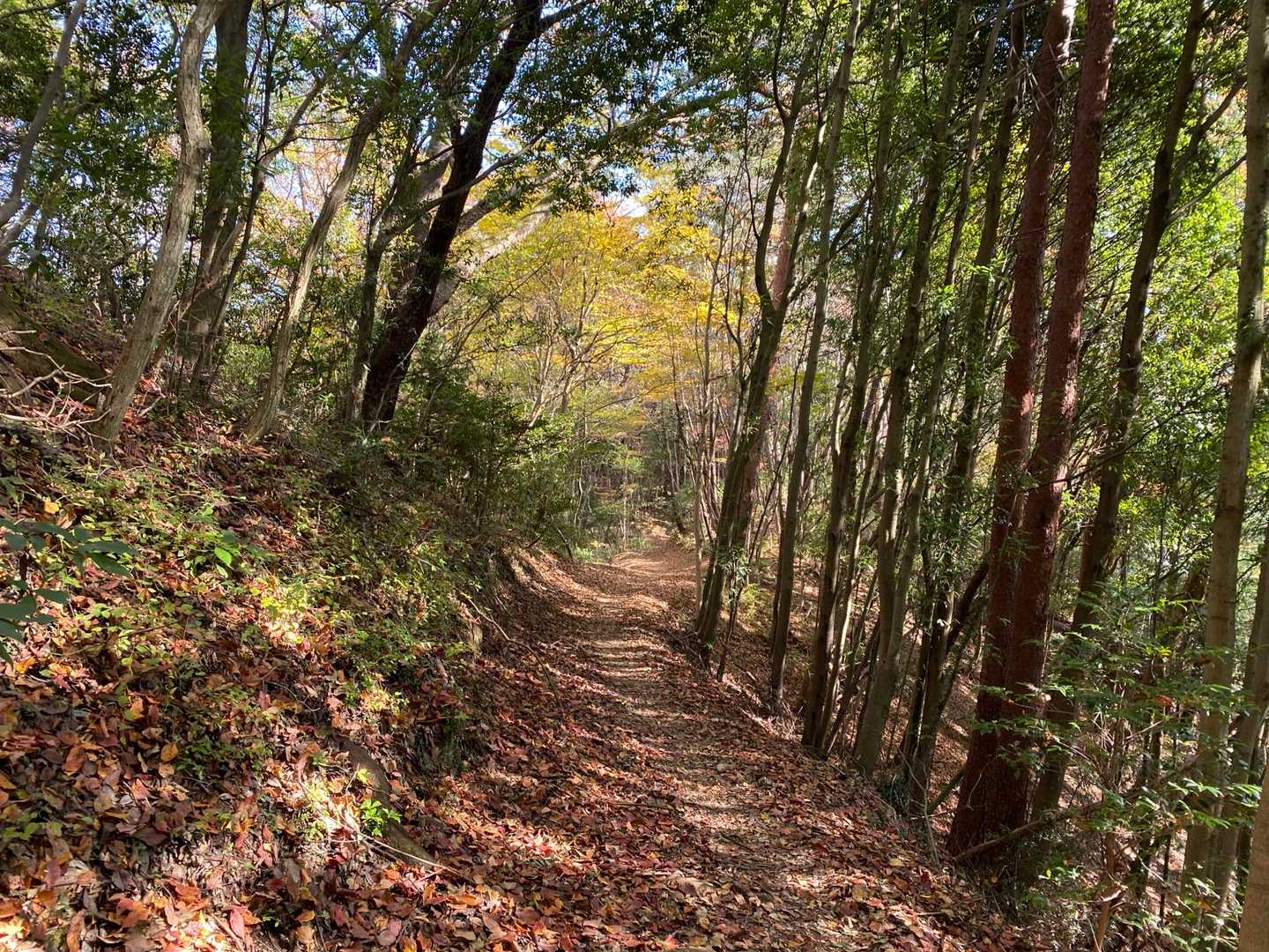 鍋足山 往復コースの写真