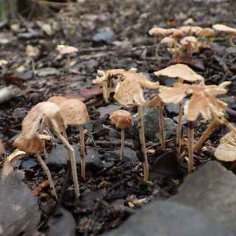 きのこ🍄‍🟫
