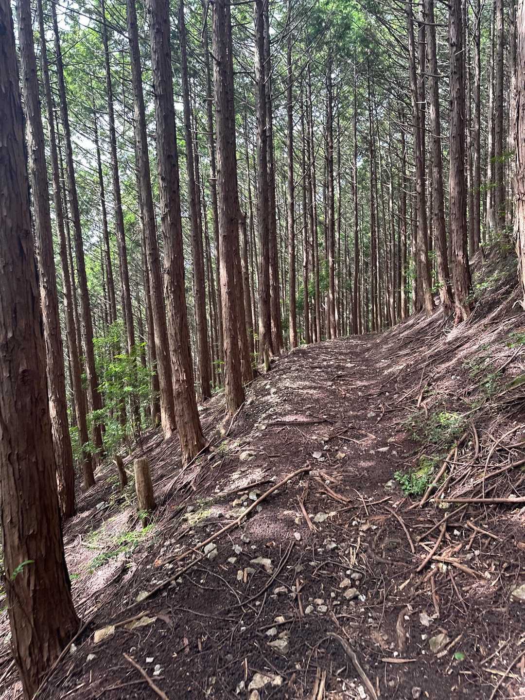 茶呑峠-鳴の堂 縦走コースの写真