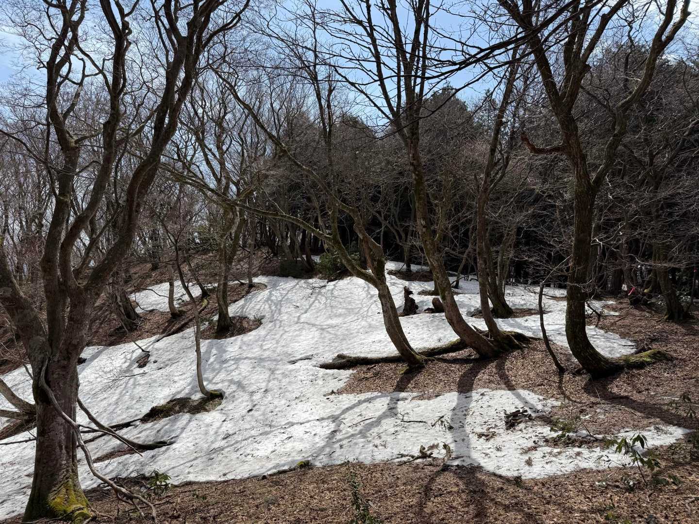 雪が出てきましたが、だいぶ溶けています☃️