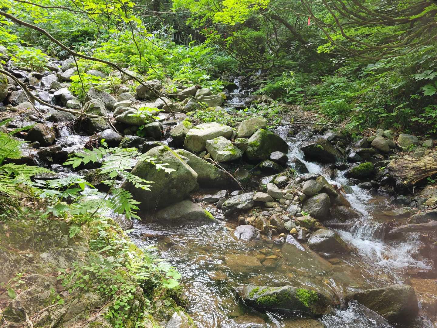 渡渉