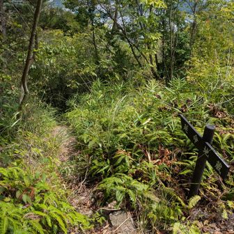 大茶臼山山頂手前には、5月のだいすけさん、りこさんとの全座縦走で苦しみ抜いた延命地蔵さまの分岐がありました😅
あの時もだいすけさんの足を引っ張ってましたね💦
先週のみはらし連山クリアで、今日チャレンジする気力、体力、自信を持てました☺
だいすけさん、ありがとう🙏
