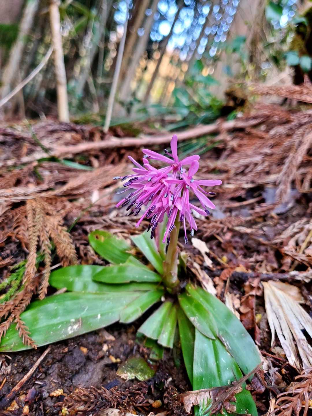 ショウジョウバカマ🌸