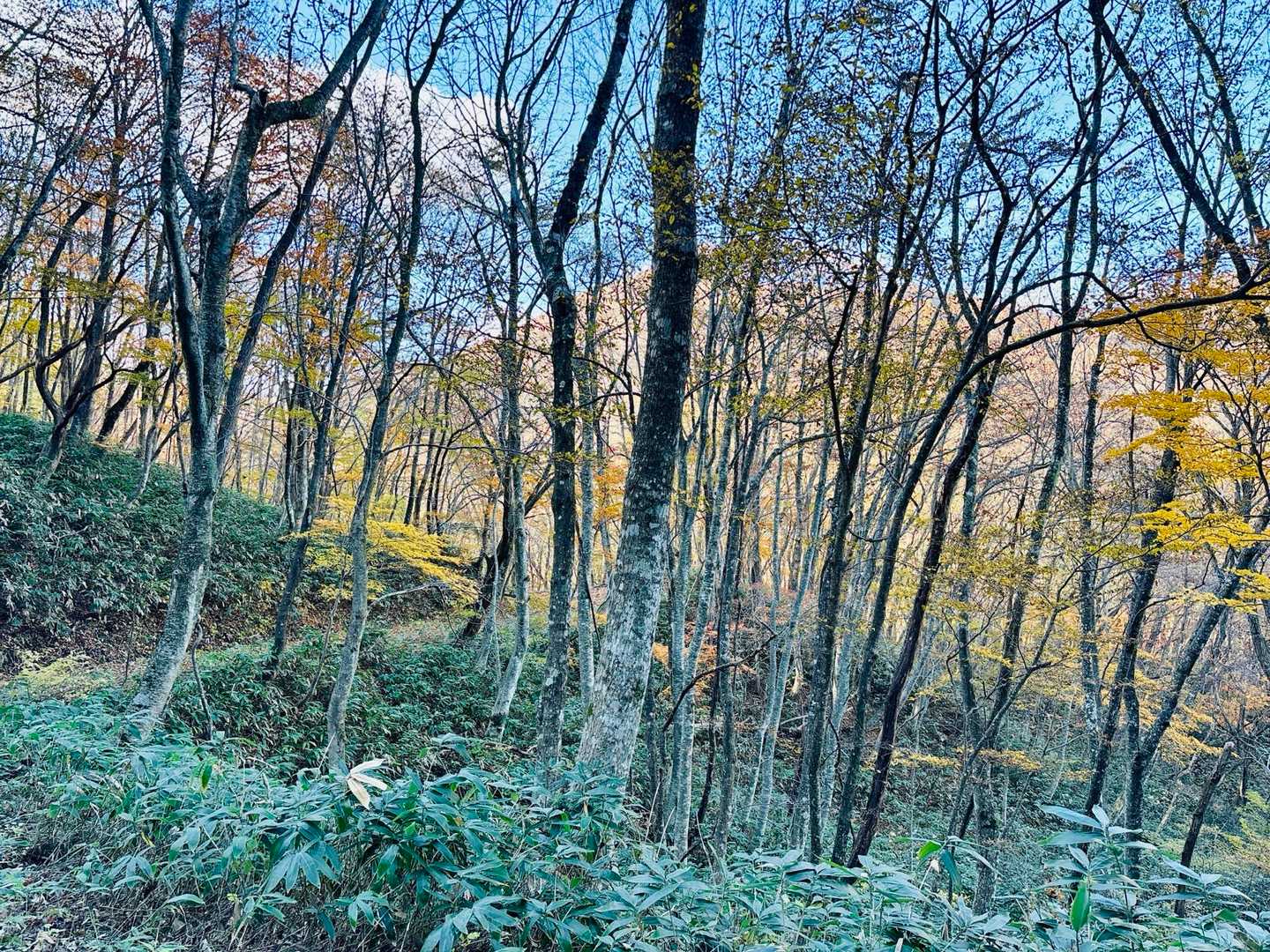 ひろしま県民の森登山口-展望園地-池ノ段 往復コースの写真