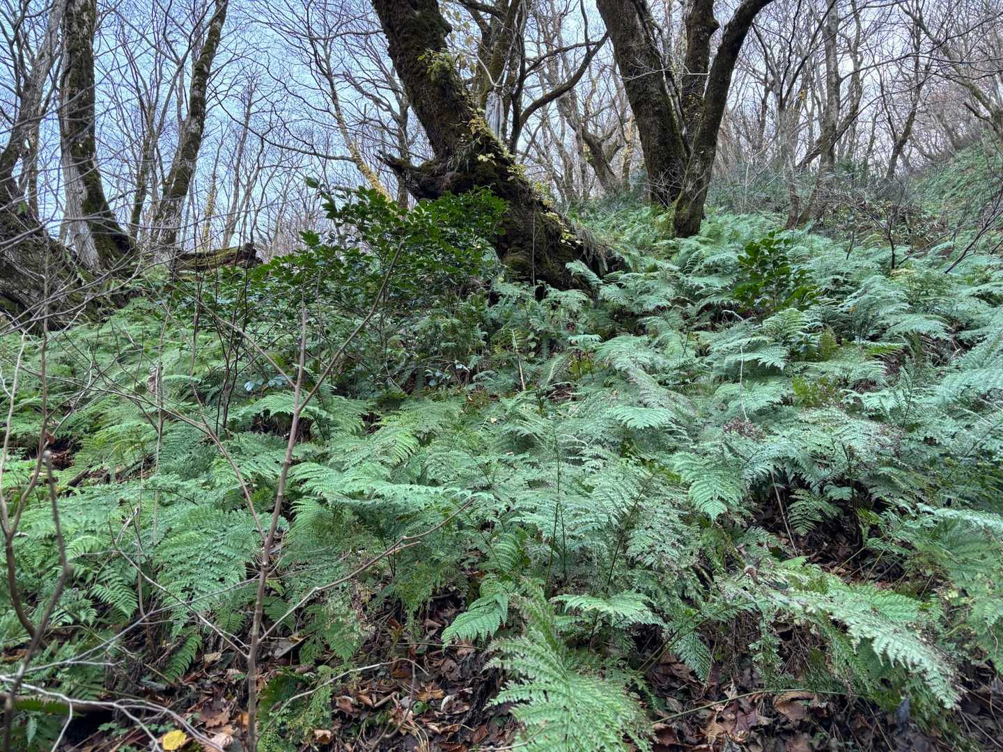 とりあえずピンテ目指してここ上がってみる😄
意外と急🌿🌿