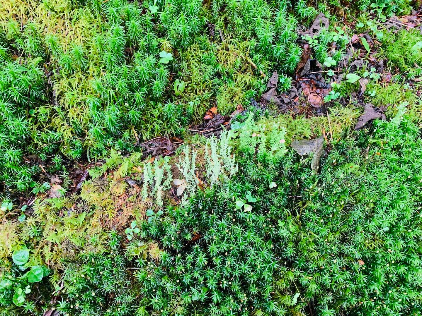 八ヶ岳は苔が和ませてくれますね。