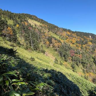 帰りに嬬恋清水に寄る事にしました。
そこからの四阿山の紅葉。