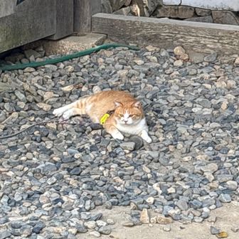 起床されました。