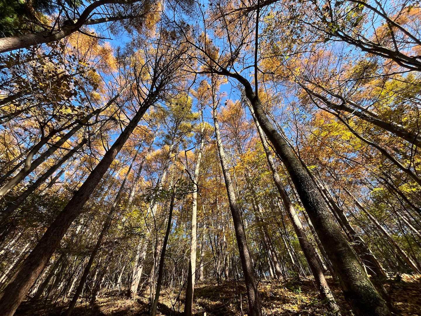 ちょっと変わった紅葉