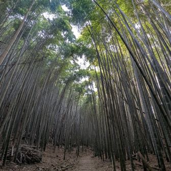 清水山といえば竹