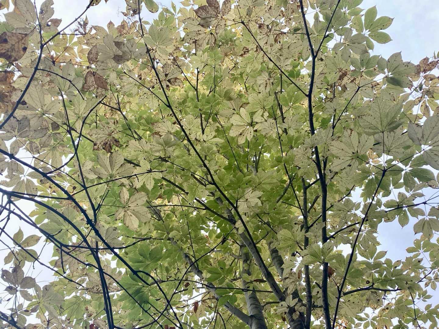 空がグレーで映えないけどコシアブラの🍁
だよね？