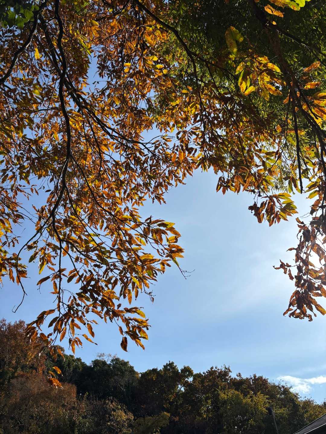 妙法寺駅-高取山 縦走コースの写真