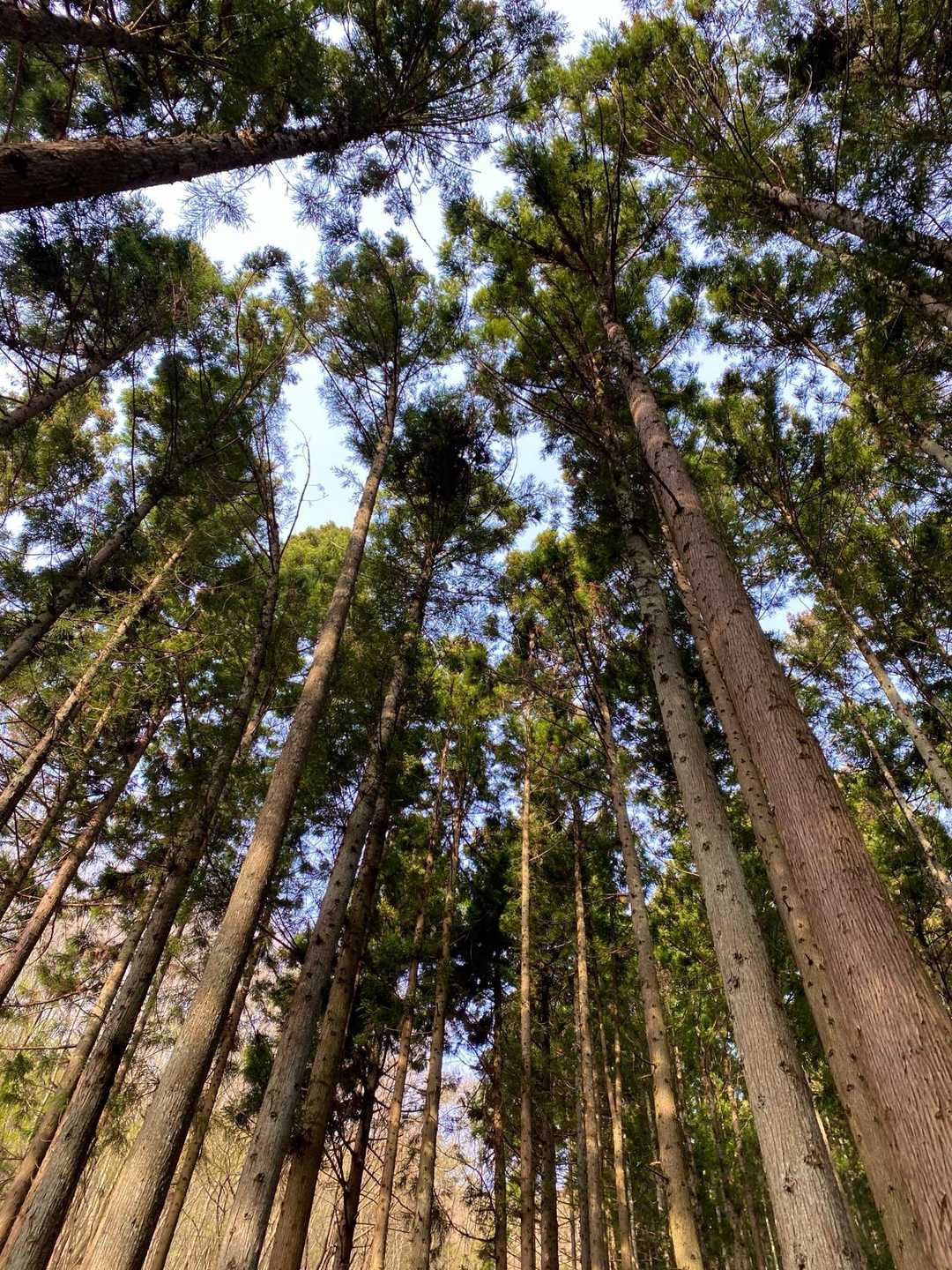 杉林。花粉症も症状が出なくなりました。