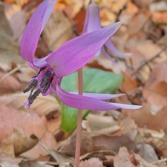 森のカタクリはとっても大きいです(*ºoº)