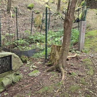 沢山の植樹がありました。