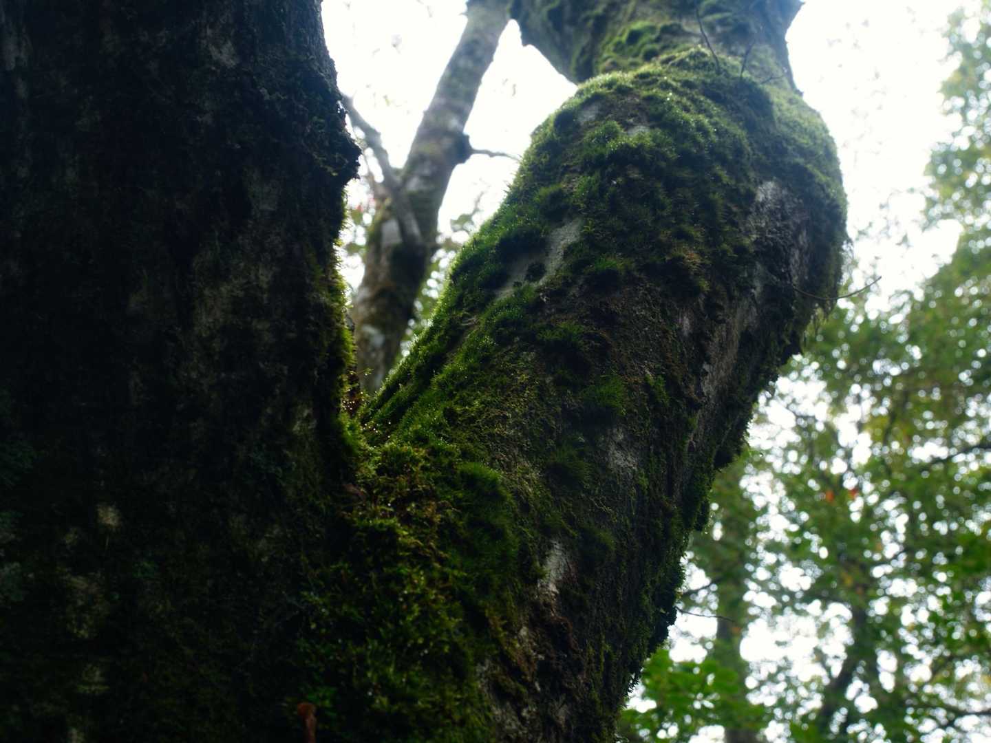 樹林も良い