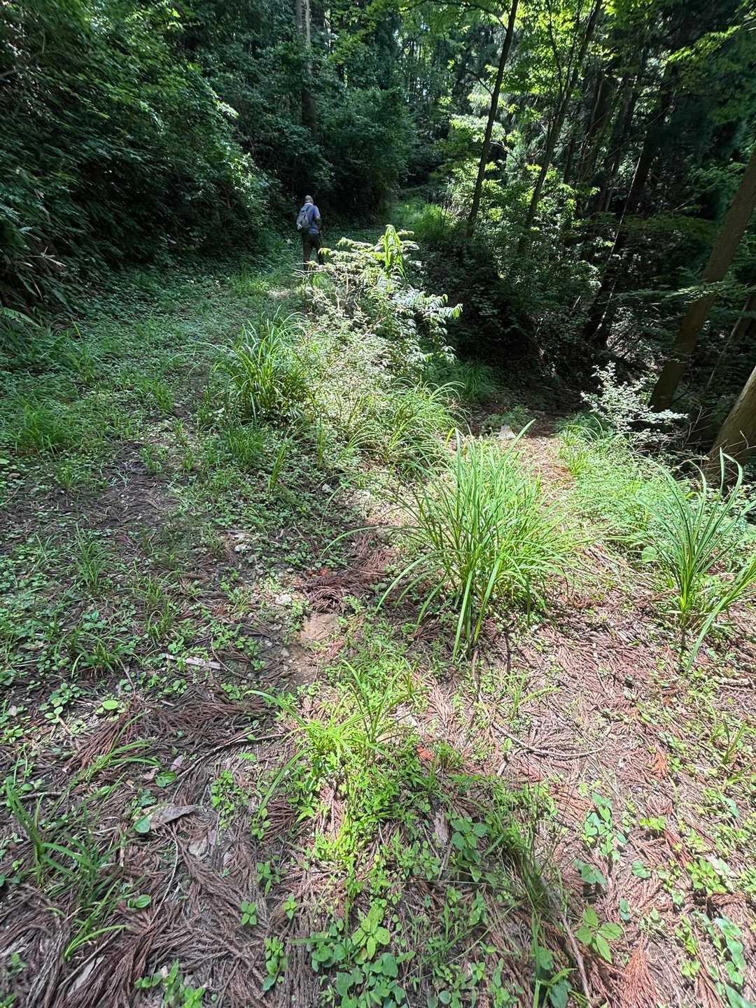 帰り覚えてないと下に降ると別の場所に出るので注意⚠️正しくは左に登りましょう