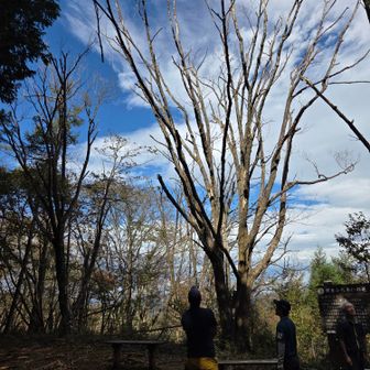 登山道整備の様子。ロープをかけて腐った枝を引っ張って折っていました。