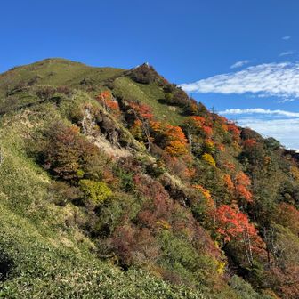 裏ジローは今、こんな感じ🍁