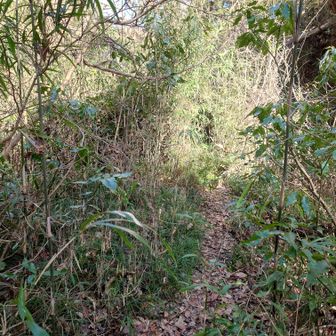 早くも『音』が消えました。

【追記】
この異次元の静寂は鎌倉霊園沿い（裏側？）を歩くからのようです。