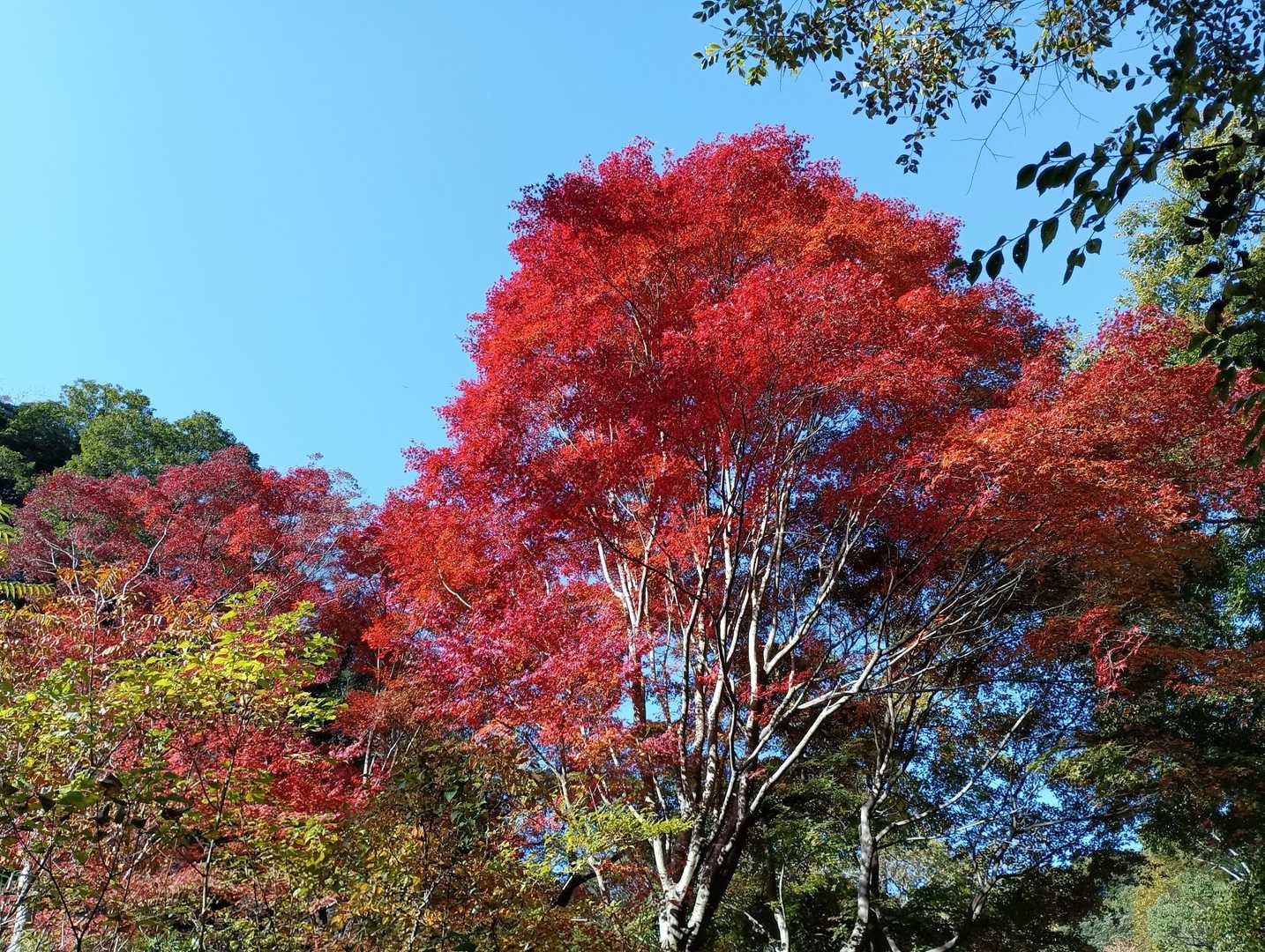 青空に映える🍁