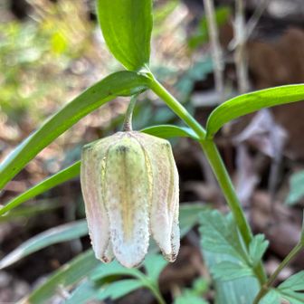 見つけるたびに写真