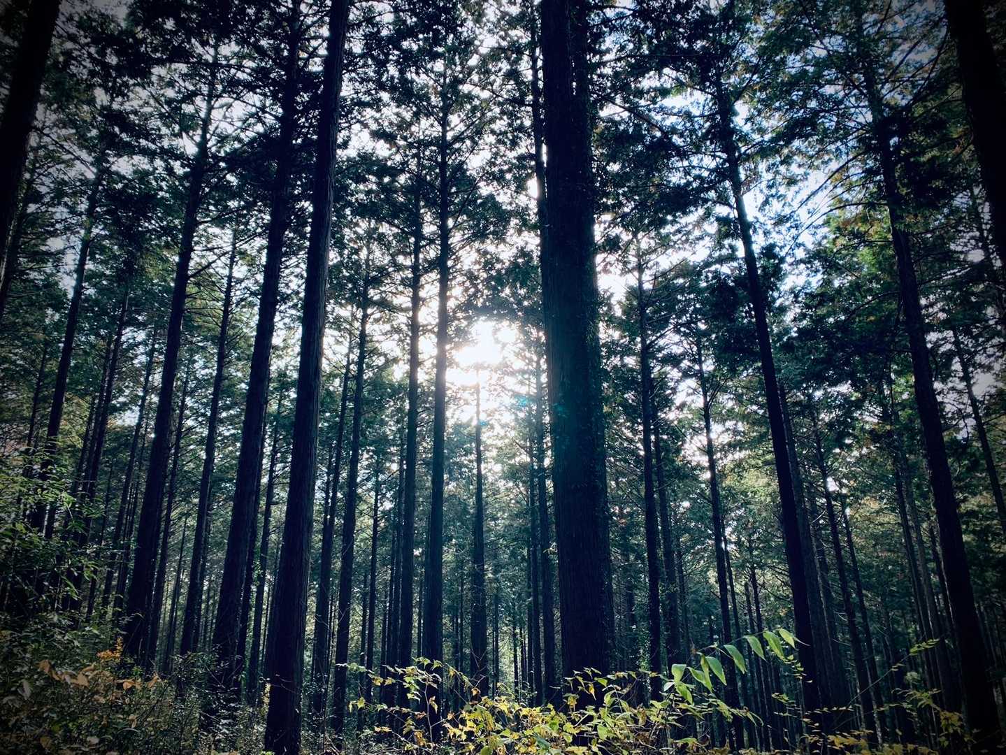 南登山道入口-御嶽山 往復コースの写真