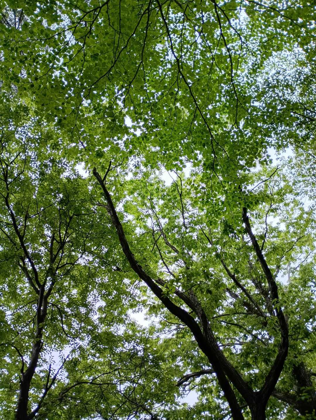 山の空気を吸い、見上げて、鳥の声を聞いて　しばらく休憩