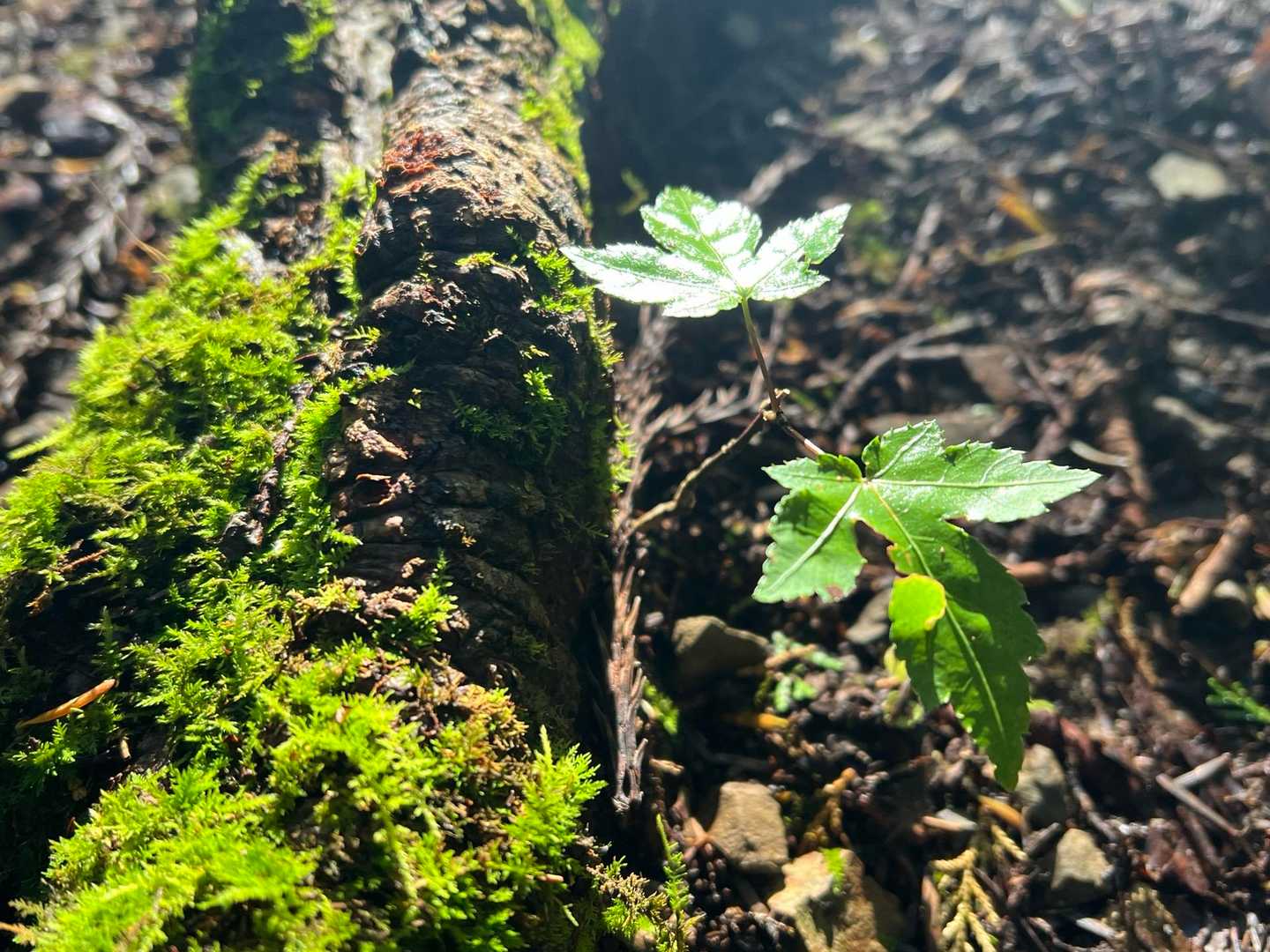 あったかいせいか、
新芽🌱もチラホラと。。
我が家の山椒の木も新芽🌱で満開となりました。
