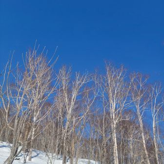 林道まで戻りましたが
青空が濃い！