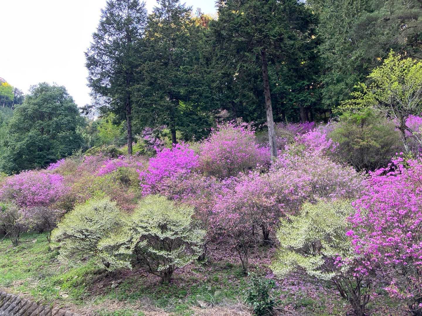 今熊山 往復コースの写真